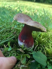 Boletus carminiporus
