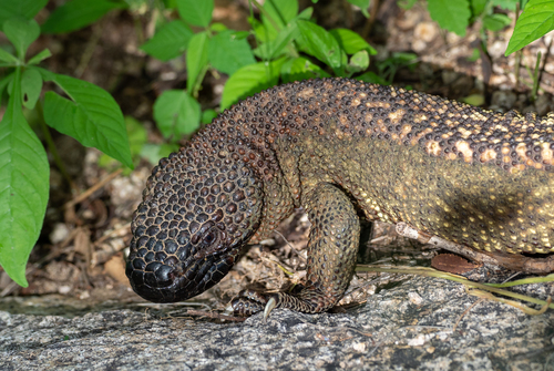 Rio Fuerte Beaded Lizard