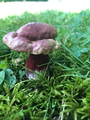 Boletus carminiporus