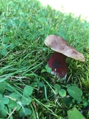Boletus carminiporus