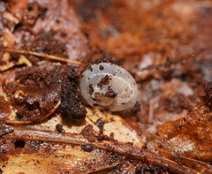 Meredithena dandenongensis