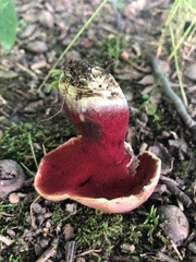 Boletus carminiporus