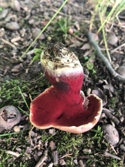 Boletus carminiporus