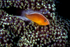 Amphiprion sandaracinos