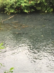 Oncorhynchus gorbuscha