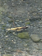 Oncorhynchus gorbuscha