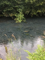 Oncorhynchus gorbuscha