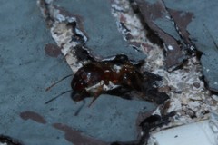 Pheidole megacephala