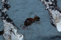 Pheidole megacephala