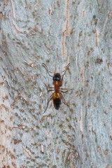 Opisthopsis
