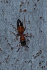 Opisthopsis