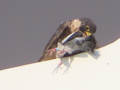 Falco peregrinus