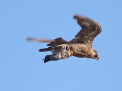 Falco peregrinus