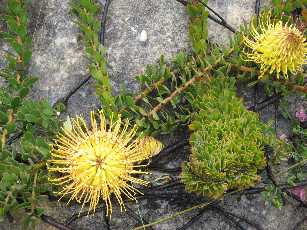 Piketberg Pincushion