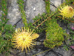 Leucospermum profugum