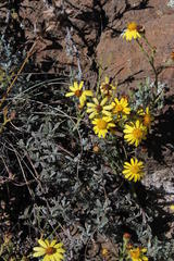 Senecio tanacetopsis
