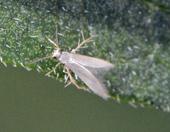 Schreckensteinia erythriella