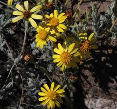 Senecio tanacetopsis