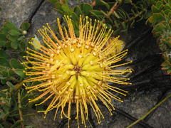 Leucospermum profugum