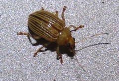 Colaspis brunnea