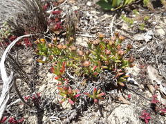 Lampranthus fergusoniae