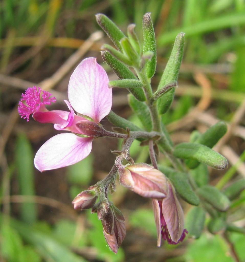 Rough Falsepea