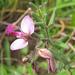 Rough Falsepea - Photo (c) douglaseustonbrown, some rights reserved (CC BY-SA), uploaded by douglaseustonbrown
