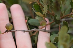Burnettweldia californicordazi