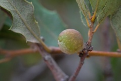 Burnettweldia californicordazi