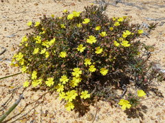 Hibbertia acerosa