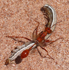 Ammophila wrightii