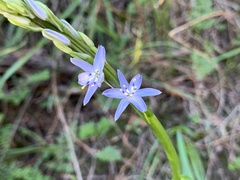 Caesia calliantha