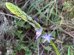 Caesia calliantha