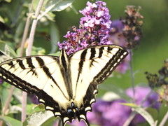 Papilio rutulus