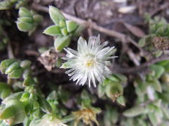 Delosperma ecklonis