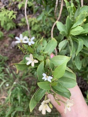 Scaevola gaudichaudiana