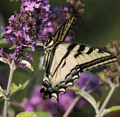 Papilio rutulus