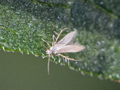 Schreckensteinia erythriella