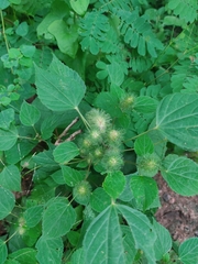 Acalypha alopecuroidea