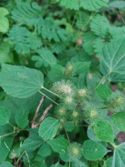 Acalypha alopecuroidea