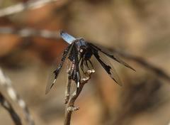 Palpopleura portia