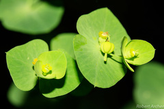 Euphorbia kraussiana