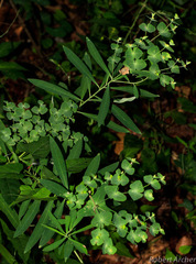 Euphorbia kraussiana