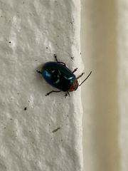 Morphosphaera caerulea