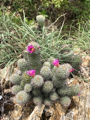 Mammillaria mazatlanensis