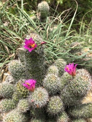 Mammillaria mazatlanensis