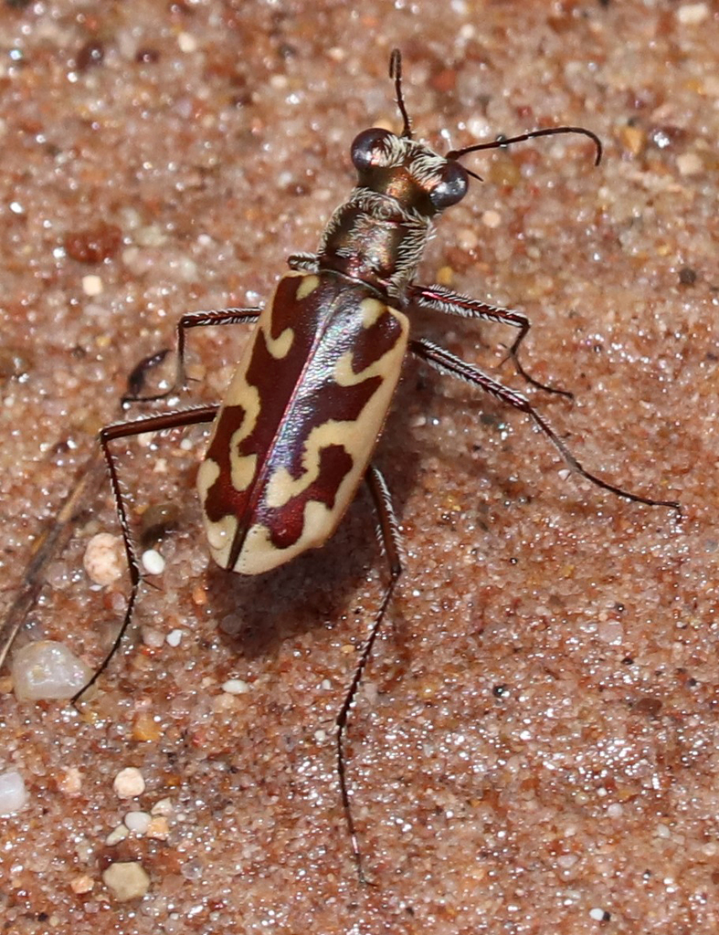 Sandy Stream Tiger Beetle