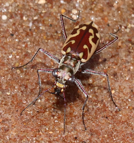 Sandy Stream Tiger Beetle photo 2