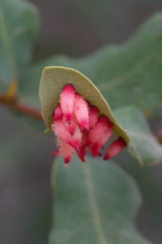 Feron crystallinum