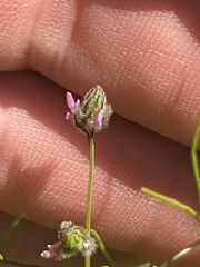 Dalea filiformis